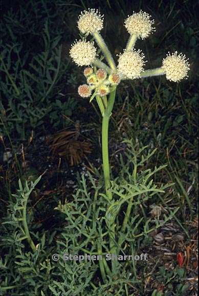 Angelica capitellata 5 graphic